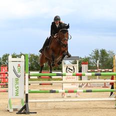 Dansk Varmblod Happy Heart C 