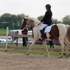 Pinto Araber Lauge's diablo *2020*