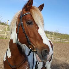 Pinto Araber Lauge's diablo *2020*