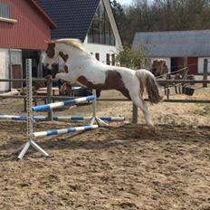 Pinto Darupgaards Ven(nus) Aurigae