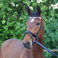 Dansk Varmblod Rosenlunds Benz 