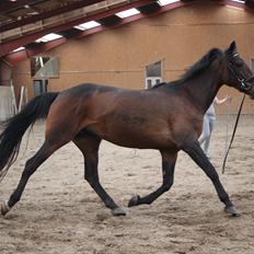 Standardbred Onki *Sille*