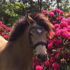 New Forest Eikhof airyn