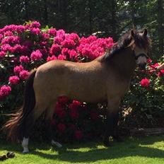 New Forest Eikhof airyn