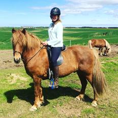 Islænder Feykir fra Øgård (himmelhest)