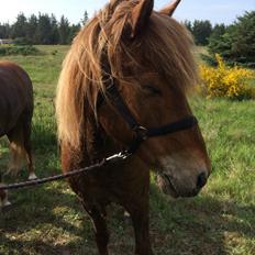 Islænder Feykir fra Øgård (himmelhest)