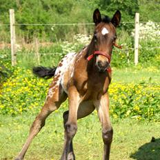 Knabstrupper Ingemanns korsika (afdød 22-1 2021)