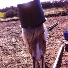 Anden særlig race Øglekærgaards Chevas - RIP