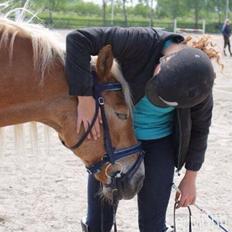 Haflinger Straus <3 hvil i fred ;(