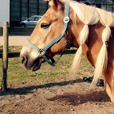 Haflinger Straus <3 hvil i fred ;(