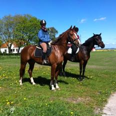 Anden særlig race Flike