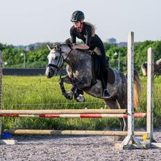 Anden særlig race Stald Arabians Jemeela [Tidl. lånehest]