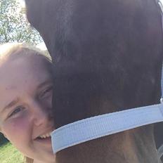 Dansk Varmblod Cantaro