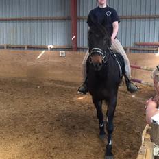 Dansk Varmblod Cantaro