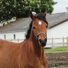 Arabisk fuldblod (OX) Donna Samiaah APN - SOLGT