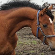 Arabisk fuldblod (OX) Donna Samiaah APN - SOLGT