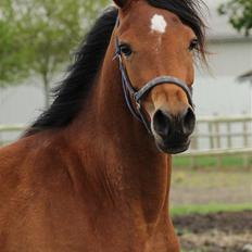 Arabisk fuldblod (OX) Donna Samiaah APN - SOLGT