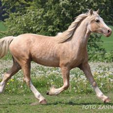 Welsh Cob (sec D) MELANDERS WILL TURNER *Avlshingst*