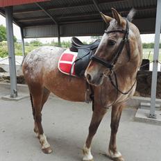 Anden særlig race Placira, Knabstupper blanding