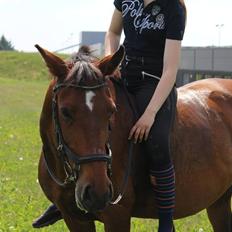 Dansk Varmblod Vicktoria