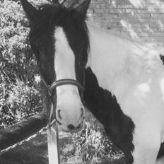 Irish Cob Romanys Cashel