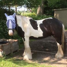 Irish Cob Romanys Cashel