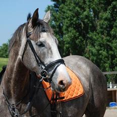 Anden særlig race Wild one