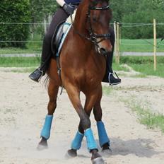 Shagya Araber (SH) Chandor