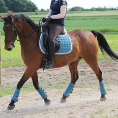 Shagya Araber (SH) Chandor