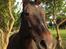 Oldenborg Thorine pindborg