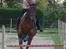 Shagya Araber (SH) Chandor
