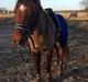 Arabisk fuldblod (OX) El Sheik Charme
