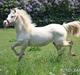 Welsh Cob (sec D) Ynyslyns Celebration