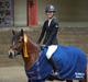 Welsh Pony af Cob-type (sec C) Gribsvads Lady Seventy