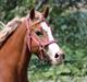 Welsh Cob (sec D) Frenderupgårds june