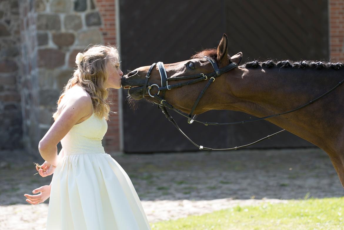 Welsh Partbred (Sec F) Groeze´s Josina billede 1