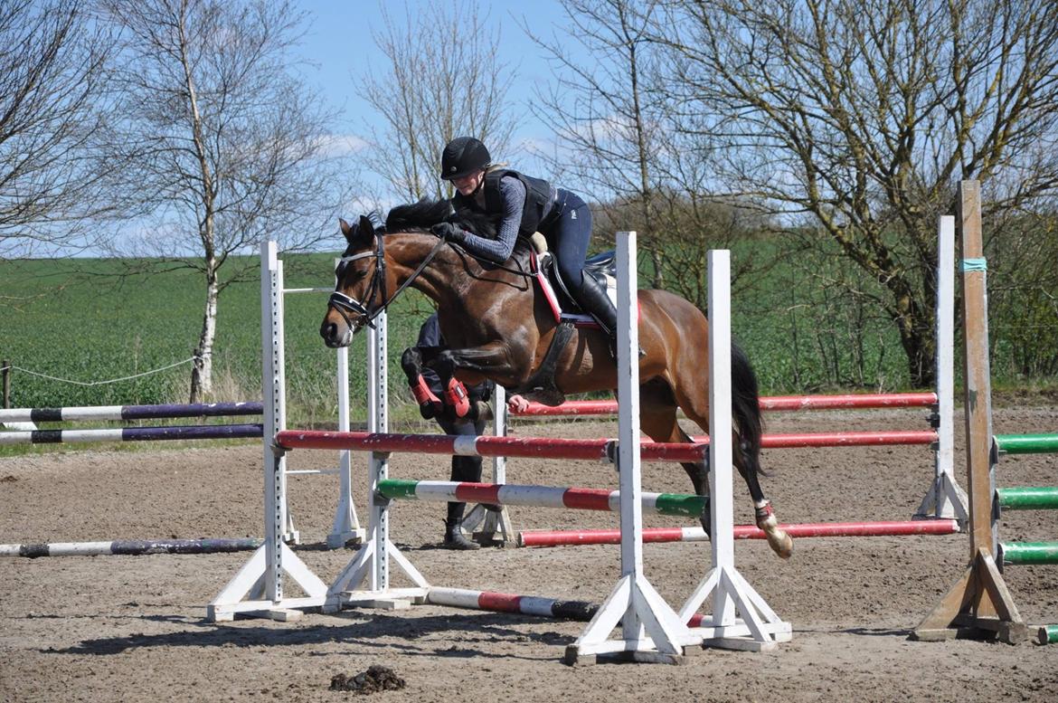 Welsh Partbred (Sec F) Groeze´s Josina billede 2