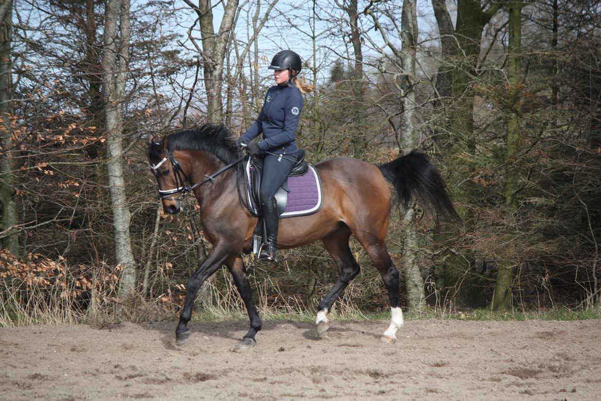 Welsh Partbred (Sec F) Groeze´s Josina billede 3