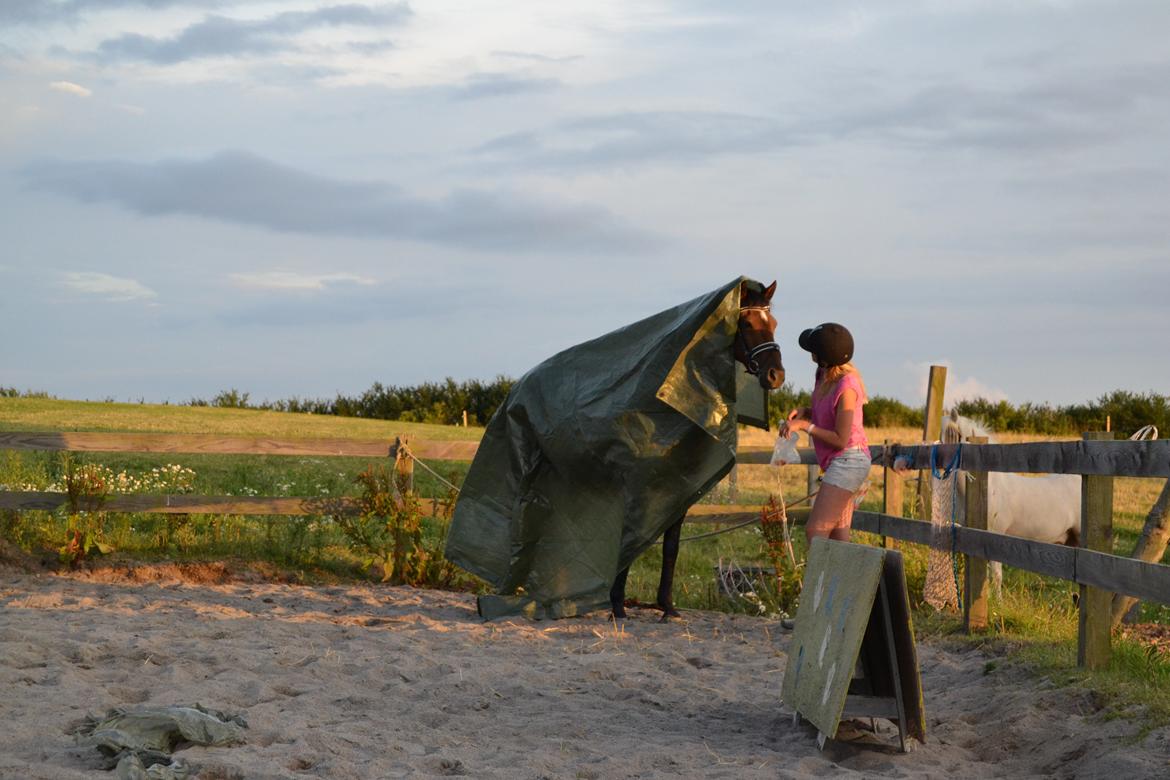 Welsh Partbred (Sec F) Groeze´s Josina billede 4