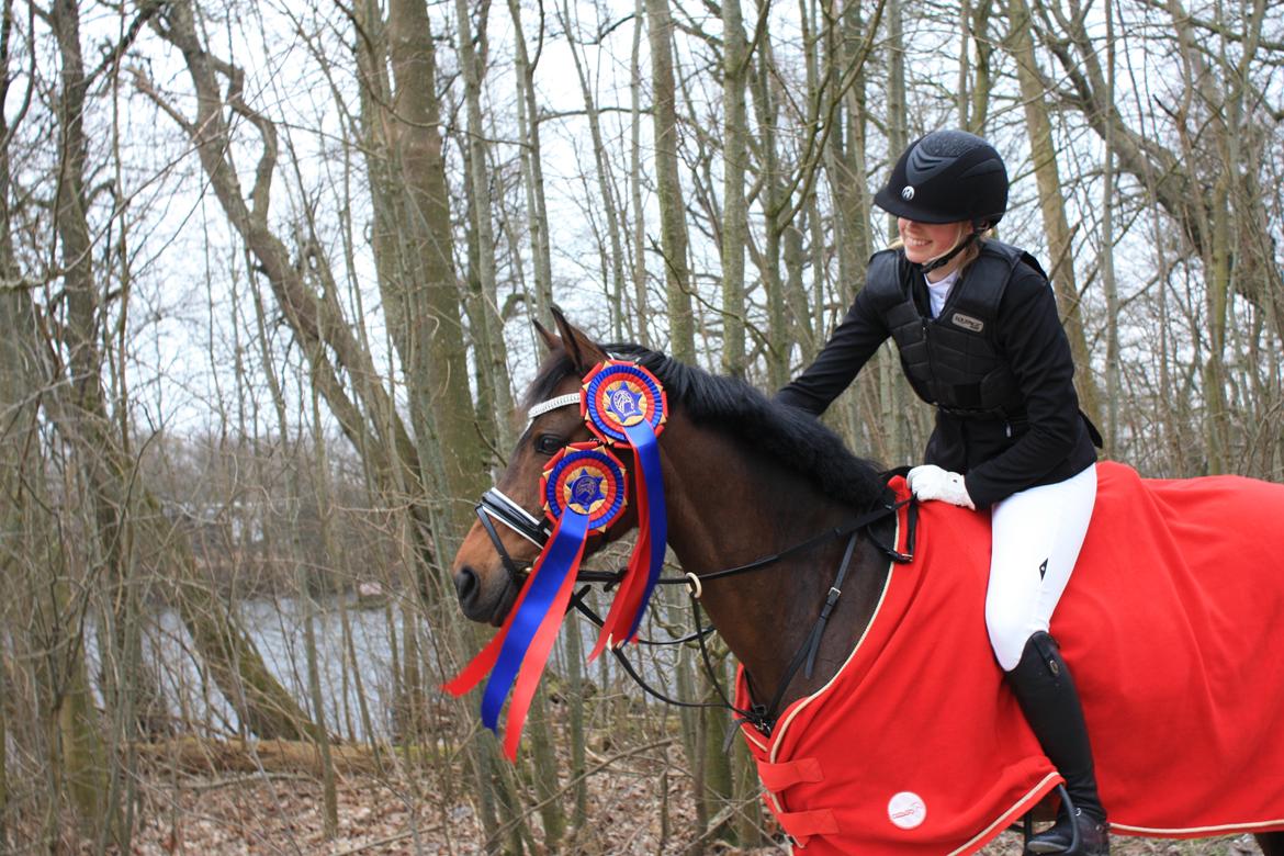 Welsh Partbred (Sec F) Groeze´s Josina billede 5