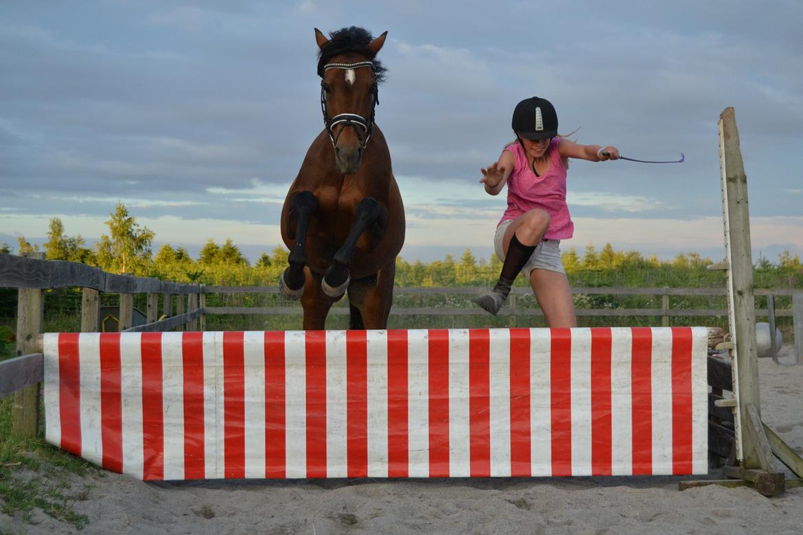 Welsh Partbred (Sec F) Groeze´s Josina billede 6