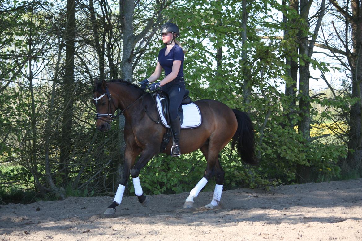 Welsh Partbred (Sec F) Groeze´s Josina billede 7