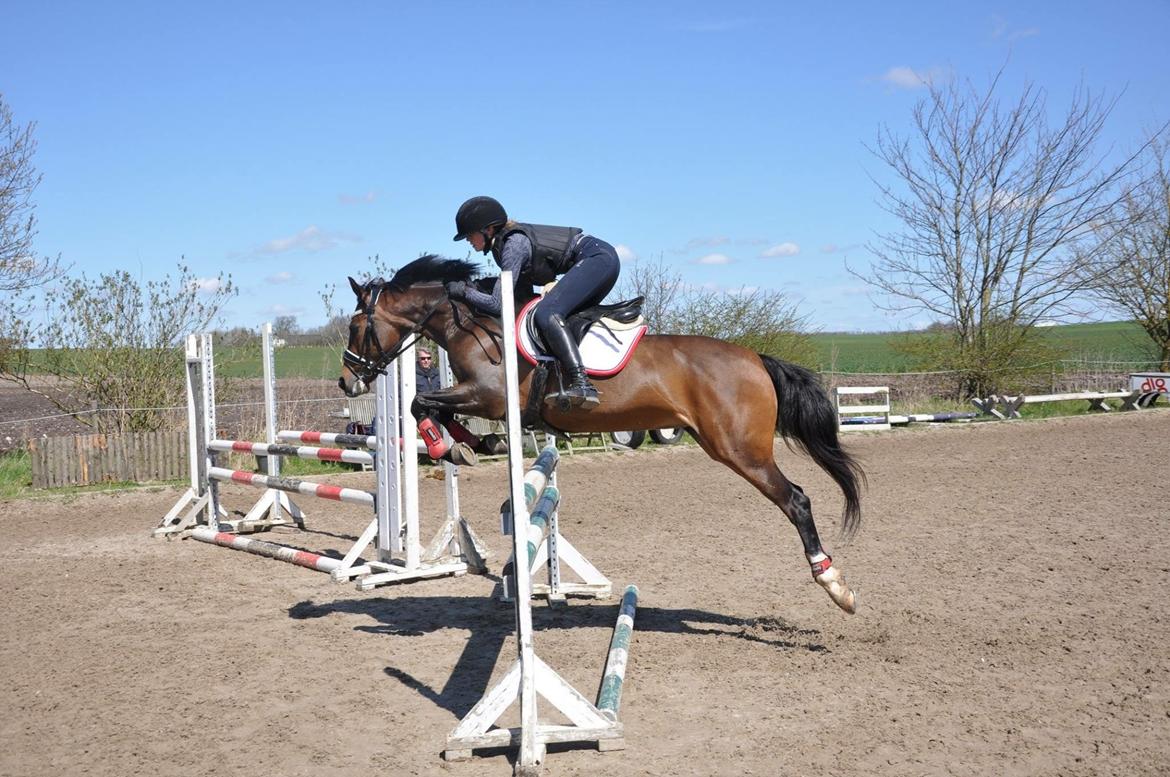 Welsh Partbred (Sec F) Groeze´s Josina billede 8