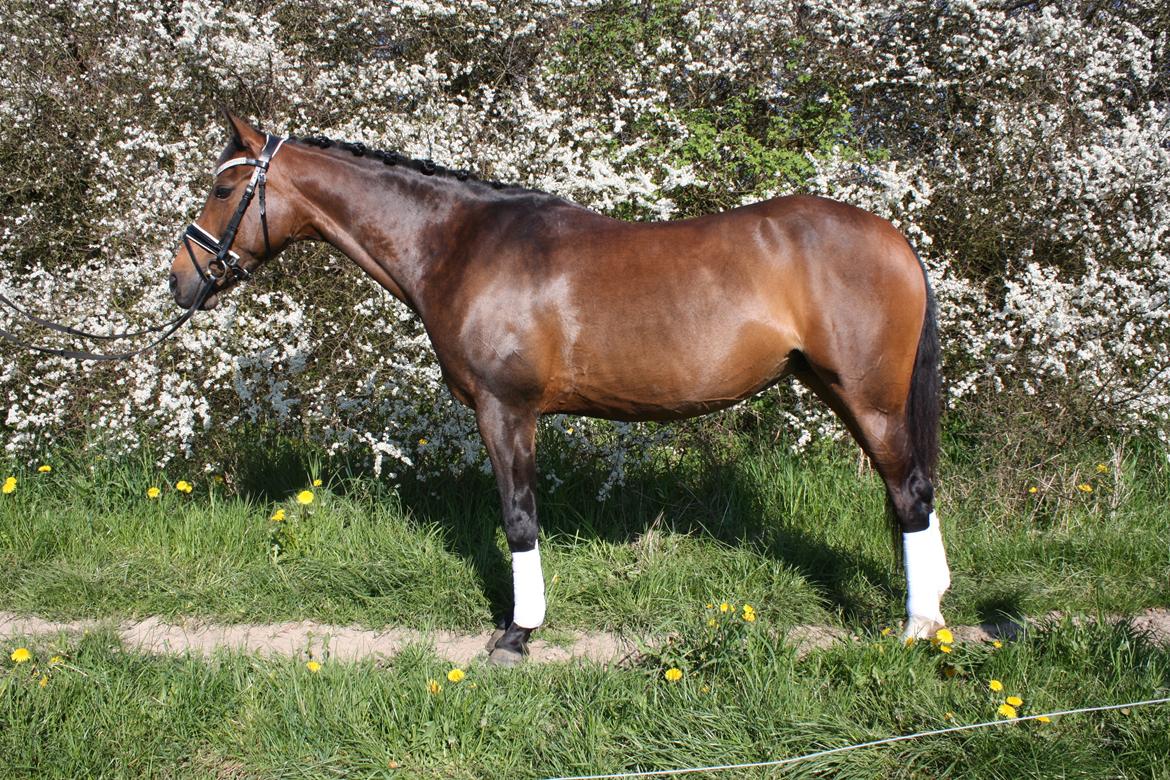 Welsh Partbred (Sec F) Groeze´s Josina billede 9