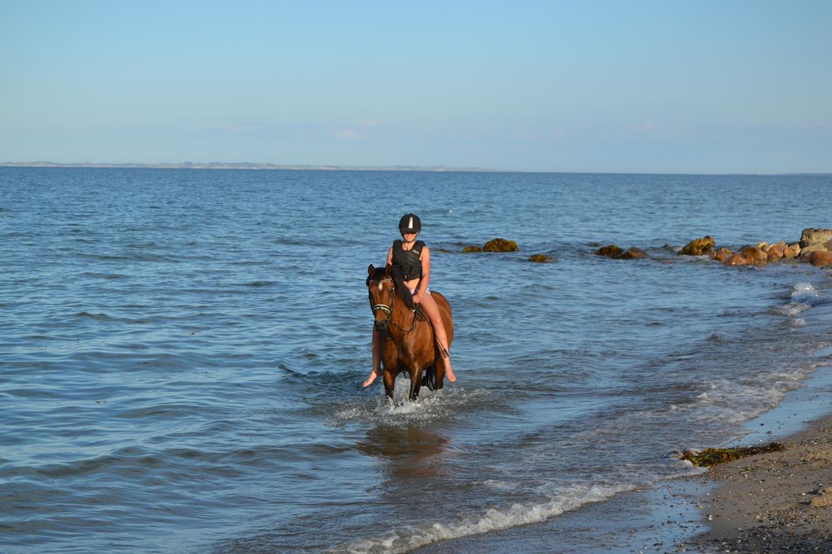 Welsh Partbred (Sec F) Groeze´s Josina billede 10