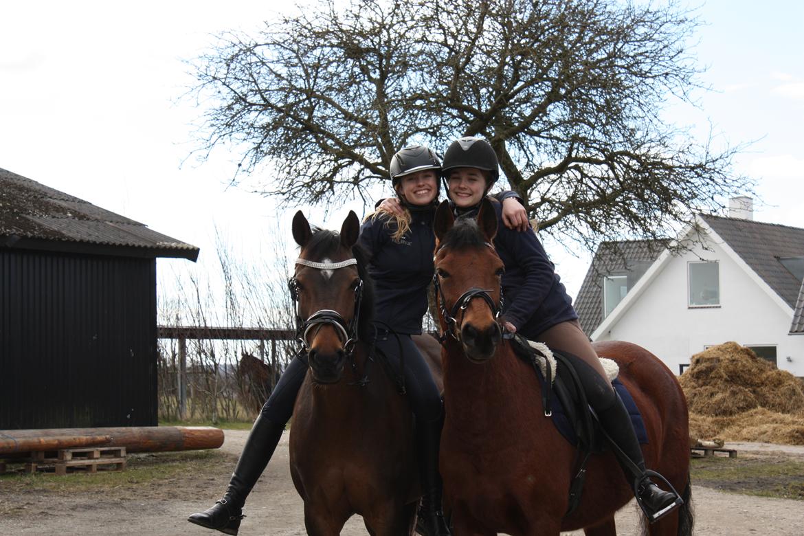 Welsh Partbred (Sec F) Groeze´s Josina billede 12