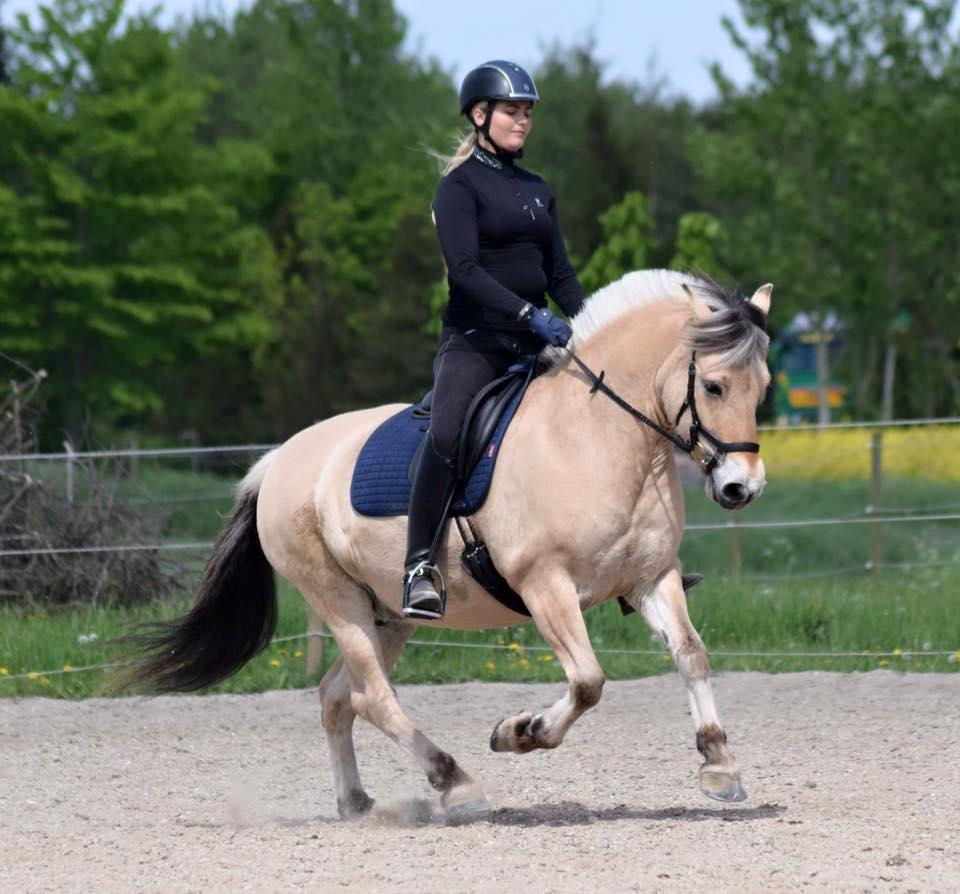Fjordhest Bolette Uhrebro billede 2