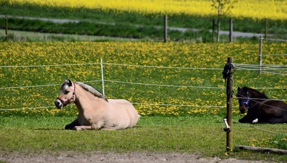 Fjordhest Bolette Uhrebro billede 3