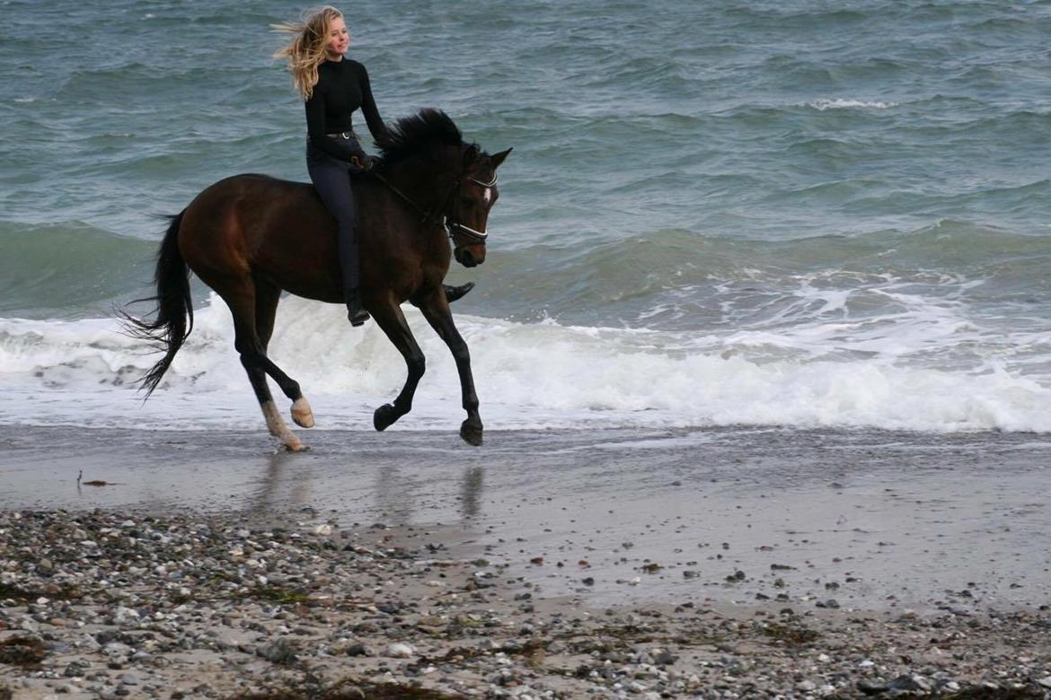 Welsh Partbred (Sec F) Groeze´s Josina billede 11