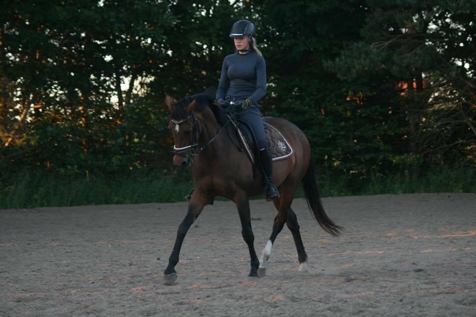 Welsh Partbred (Sec F) Groeze´s Josina billede 13